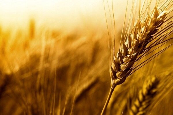 ۱۰ درصد گندم مورد نیاز کشور در استان کردستان تولید می شود