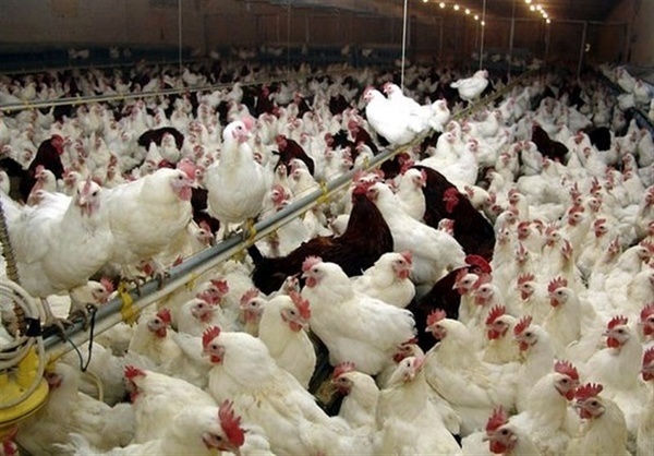 افتتاح بزرگ‌ترین مزرعه مرغ مادر کشور در زنجان