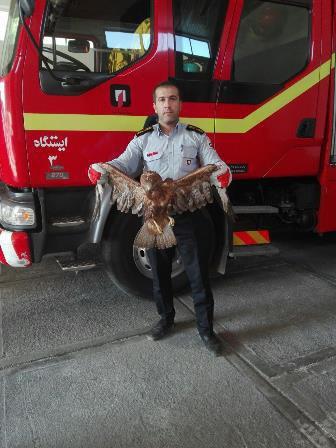 نجات پرنده شکاری کمیاب در میدان آذربایجان تبریز