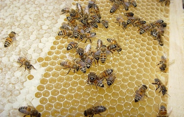 245 تن عسل در یزد تولید شد