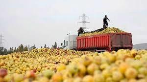 خرید نزدیک به 30 هزار تن سیب صنعتی از باغداران آذربایجان غربی
