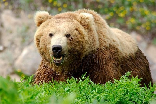 خرس گرفتار در تله سیمی آزاد شد