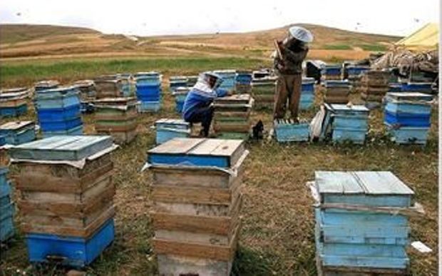 660 هزار تن عسل در استان ایلام تولید شده است