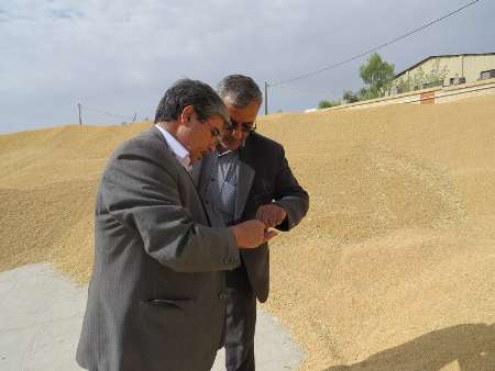 خرید گندم در استان یزد از مرز 15هزار تن گذشت