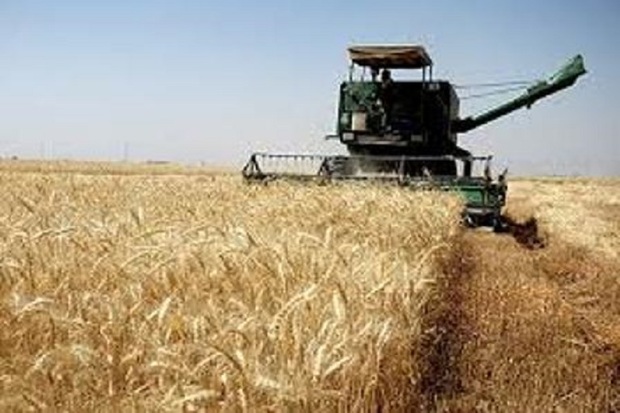 18 هزار تن گندم از مزارع چرام برداشت می شود