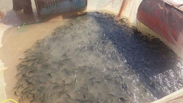 تولید بیش از 60 تن ماهی گرم آبی و خاویاری در سرپل ذهاب