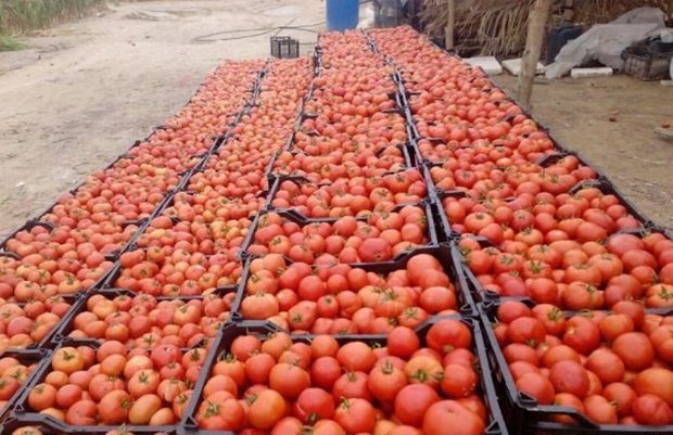 تولید گوجه فرنگی در شیروان افزایش یافت