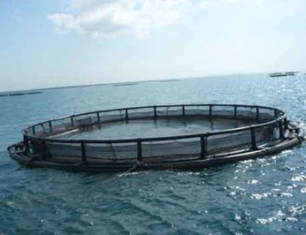 برداشت 700 تن ماهی پرورش در قفس از دریاچه سد کارون 4