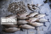 ۵۰۰ کیلوگرم ماهی حرام گوشت در تهران معدوم شد