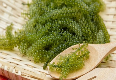 اسرار و ویژگی‌های کوچکترین گیاهان گلدار روی کره زمین
