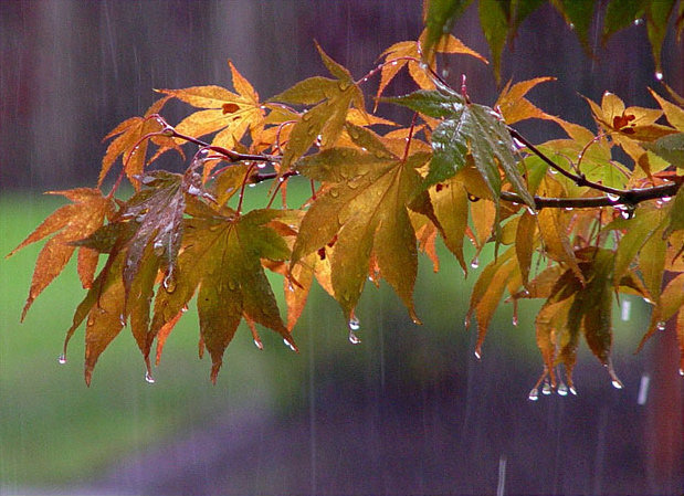 بارش باران استان کرمانشاه را در برمی گیرد