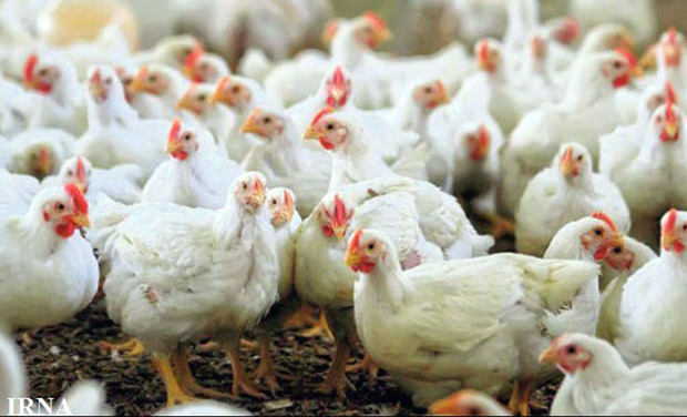 خودکفایی سیستان و بلوچستان در تولید گوشت مرغ به 57 درصد رسید