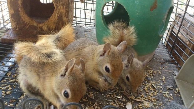 سه بطانه سنجاب در طبیعت ارومیه رهاسازی شد