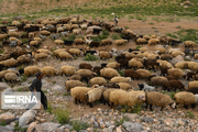 بیش از ۸۰ هزار راس دام سبک در استان سمنان آماده کشتار است