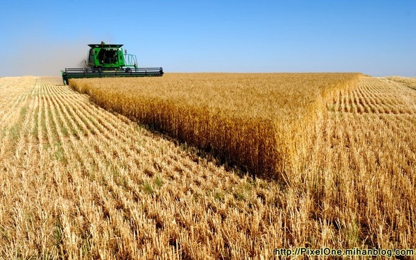 مخاطرات طبیعی به کاهش تولید گندم دامن زد
