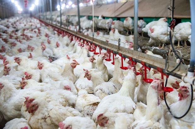 مهاباد ظرفیت تولید سالانه بیش از 5 میلیون قطعه مرغ را دارد
