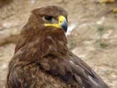ایرانشهر سیستان و بلوچستان زیستگاه 164گونه پرنده است