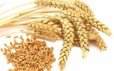 پیش بینی کاهش 80 هزار تنی تولید گندم در گنبدکاووس