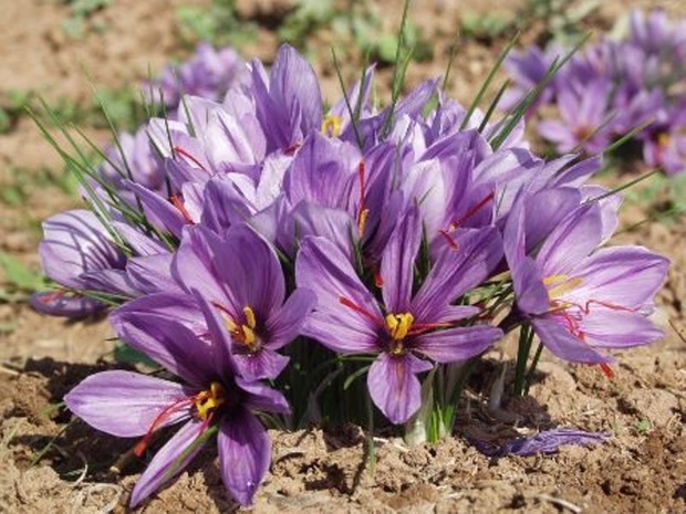 200 کیلوگرم گل زعفران در سرایان اهدا شد