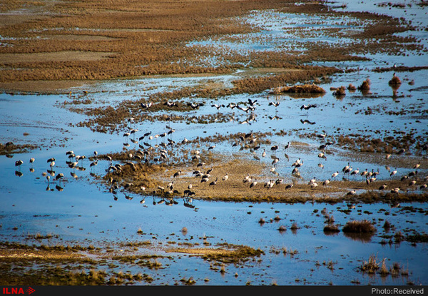 آبگیری ۵ درصدی تالاب میقان  آغاز مهاجرت پرندگان با شروع بارندگی‌ها