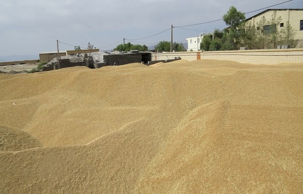 تولید گندم در استان یزد به 40 هزار تن می رسد