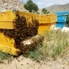 کوچ زنبورهای عسل از دشت‌های خوزستان