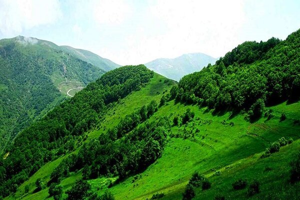 چرا «جنگل دیزمار» ایران ثبت جهانی نشد؟
