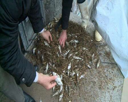 سیل30 تن ماهی قزل آلا را  در مشگین شهر تلف شد