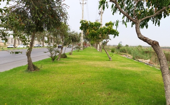 عضو شورای بوشهر: سرانه فضای سبز این شهر تا میزان استاندارد فاصله دارد
