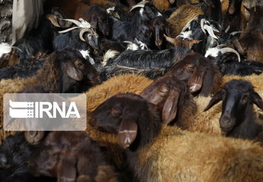 دامپزشکی گنبد بر سلامت و ذبح دام های قربانی نظارت می کند