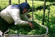 آغاز چین سوم برگ سبز باغات چای کشور از چند روز دیگر