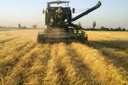 برداشت گندم در زرندیه 50 درصد افزایش یافت