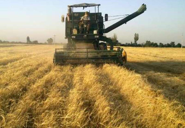 برداشت گندم در زرندیه 50 درصد افزایش یافت