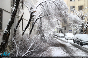 واکنش مدیرعامل فضای سبز تهران به شکسته‌شدن درختان در برف