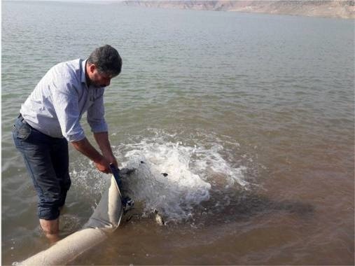 رهاسازی انواع بچه ماهی در محل پارک ساحلی دریاچه سد