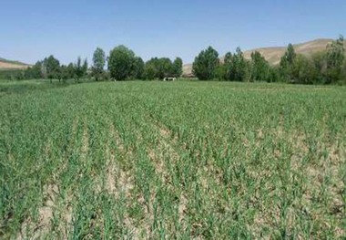 کنجدکاران مهرانی 70 تن محصول برداشت می کنند