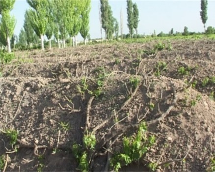 مدیر جهاد کشاورزی ملکان: هرس نکردن باغات انگورخسارت را افزایش می دهد