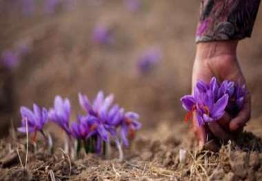 کشت زعفران در تفرش 180 میلیون ریال درآمد در هر هکتار ایجاد کرد