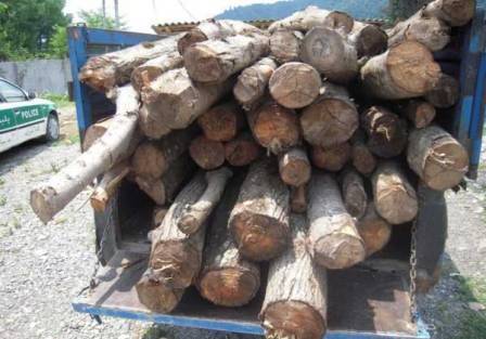 بیش از 4 تن چوب قاچاق در خراسان شمالی کشف شد