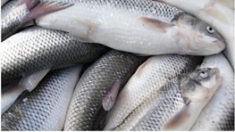 صید بی‌رویه؛ آیا ماهی سفید و ماهیان خاویاری منقرض می‌شوند؟