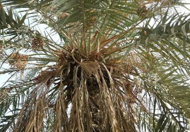 جدال نخیلات خوزستان با شوری آب و گرد و غبار