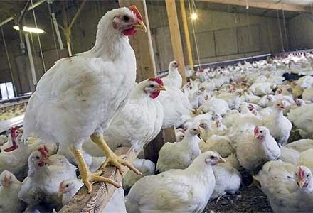 آنفلوآنزا 90 درصد واحدهای مرغداری قم را درگیر کرد  پس از گذشت ۳ ماه  واحدهای مرغداری هنوز فعال نشدند