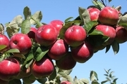 60 هزار کشاورز آذربایجان غربی در تولید سیب فعال هستند