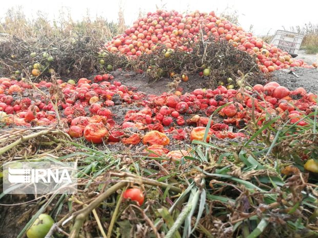 حکایت تلخ گوجه‌فرنگی در آذربایجان‌غربی