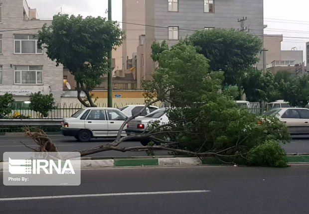 هشدار شهرداری همدان نسبت به احتمال وقوع حادثه در تندباد