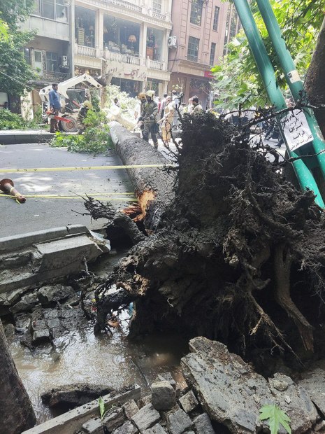 سقوط درخت در خیابان ولیعصر تهران و مسدود شدن یک مسیر + عکس
