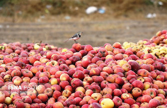 واردات سیب به آذربایجان غربی تکذیب شد