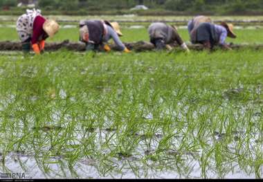 85 هزار هکتار از اراضی کشاورزی گیلان نوسازی شده است