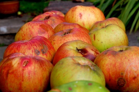 توزیع سیب‌های نامرغوب ارتباطی به شهرستان دماوند ندارد