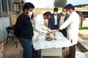 لاشه دو توله پلنگ ایرانی در چرام کشف شد+ عکس